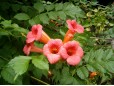 Campsis radicans (Trâmbiţă)